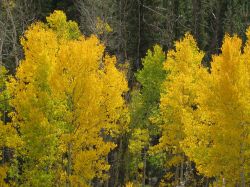 Swirls Domestic Retreat (DEPOSIT) - Breckenridge, CO